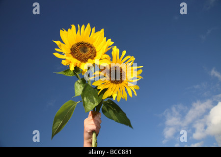 Deux tournesols jaune vif contre un ciel bleu clair Banque D'Images