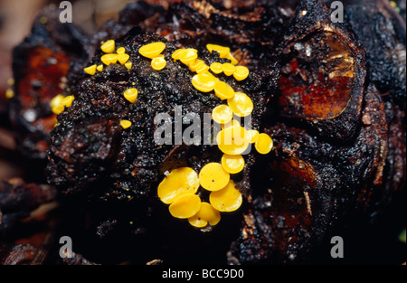 Disque jaune vif, champignon, Citrine Bisporella sur un cône de graines de Banksia. Banque D'Images