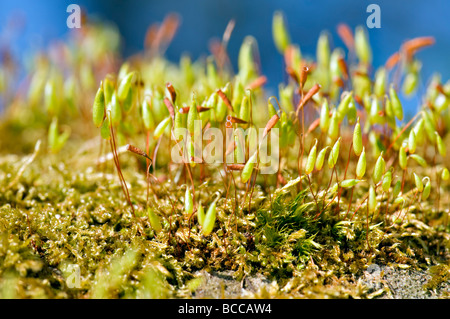 Extreme close up de minuscules spores moss nouveau tournage jusqu'au printemps sur journée ensoleillée Banque D'Images