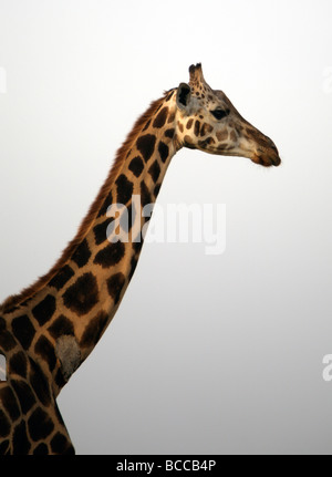 Gentle girafe Banque D'Images