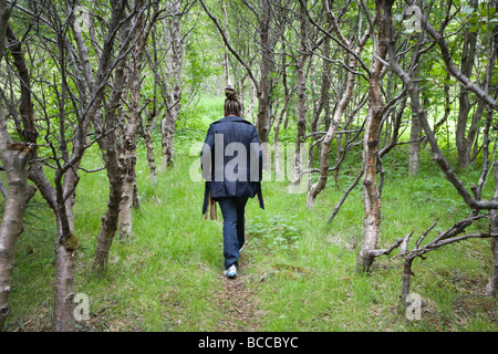 Woman walking in Birchwood (Betula) Forêt de l'Islande Banque D'Images