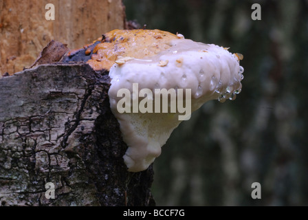 Bandes rouge Polypore Fomitopsis pinicola Banque D'Images