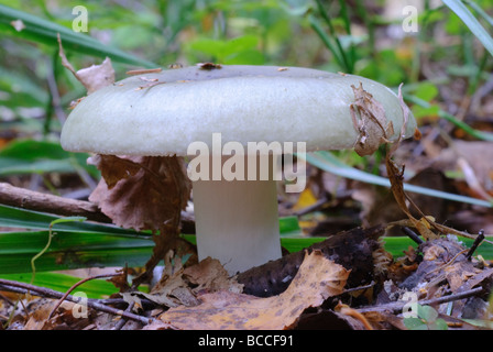 Russula aeruginea Brittlegill vert Banque D'Images