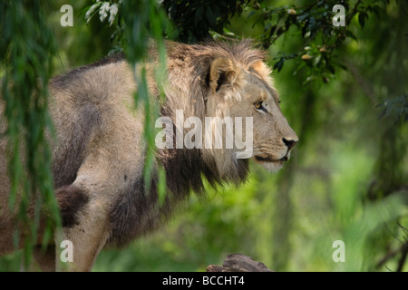 L'African lion (Panthera leo) debout sur un vieux tronc d'arbre dans le Parc National Kruger en Afrique du Sud Banque D'Images