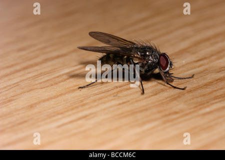 Maison commune fly Musca domestica Muscidés UK Banque D'Images