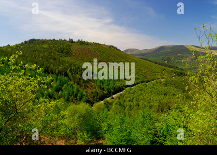 Forêt et collines Tarren Dyfi Powys Pays de Galles UK Banque D'Images