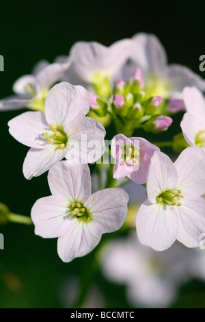 Un goût de printemps anémones bois fine art photography Photographie Jane Ann Butler JABP461 Banque D'Images