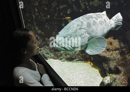 Femme regardant des gros poissons dans un aquarium Banque D'Images