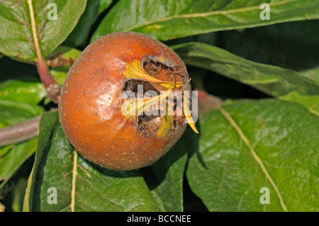 Néflier (Mespilus germanica), des fruits sur un arbre Banque D'Images