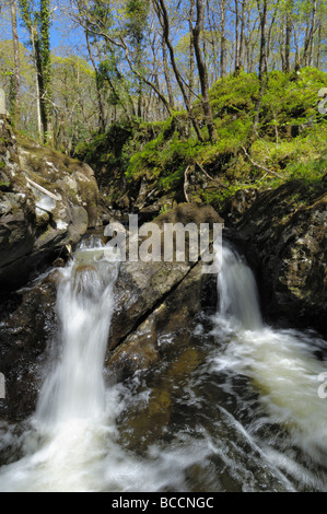 Chutes d'eau à bois de Cris, près de Newton Stewart, Dumfries et Galloway, Écosse Banque D'Images