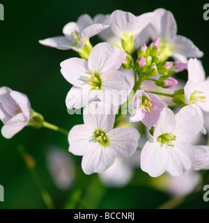 Un goût de printemps anémones bois fine art photography Photographie Jane Ann Butler JABP460 Banque D'Images