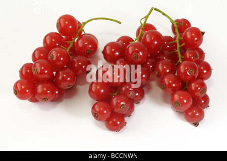 Groseille (Ribes rubrum), fruits mûrs, studio photo Banque D'Images