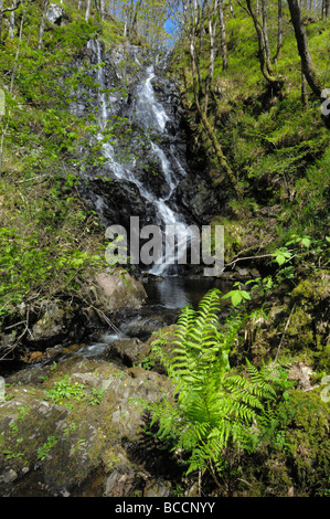 Chutes d'eau à bois de Cris, près de Newton Stewart, Dumfries et Galloway, Écosse Banque D'Images