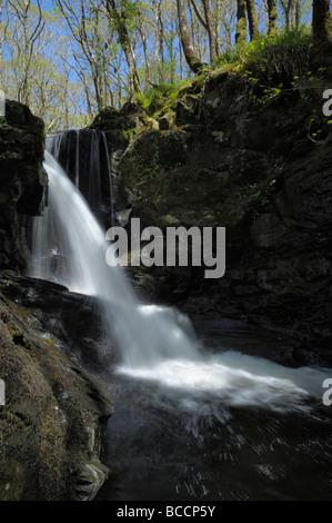 Chutes d'eau à bois de Cris, près de Newton Stewart, Dumfries et Galloway, Écosse Banque D'Images