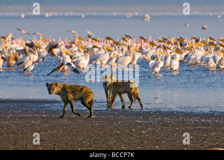 Hyènes flamants chasse Crocuta crocuta le parc national de Nakuru Kenya Afrique de l'Est Banque D'Images