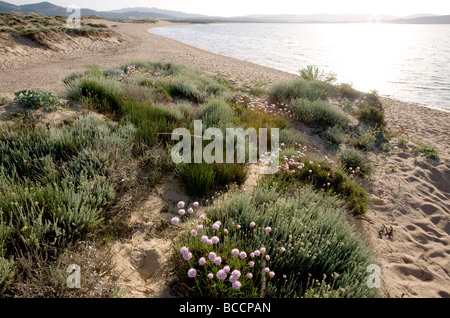 Pink Sea Thrift fleurs sauvages à Porto Puddu beach, au nord de la Sardaigne Banque D'Images