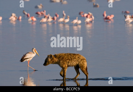 Hyènes flamants chasse Crocuta crocuta le parc national de Nakuru Kenya Afrique de l'Est Banque D'Images