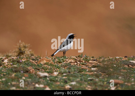 Traquet de Finsch mâle adulte Oenanthe finschii perché sur le territoire dans le sud de la Turquie d'avril Banque D'Images