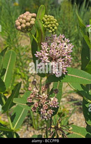 L'asclépiade (Asclepias purpurascens violet), la floraison Banque D'Images