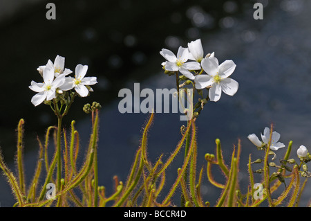 Tablier droséra filiforme (Drosera binata), les plantes à fleurs Banque D'Images