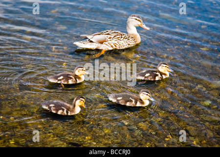 Cane avec quatre canetons en formation Banque D'Images