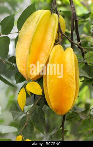 Carambole Averrhoa carambola, CARAMBOLES (fruits mûrs), sur un arbre Banque D'Images