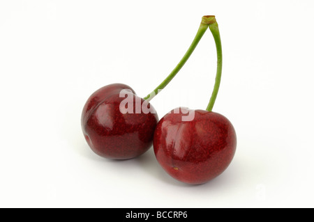 Le cerisier (Prunus avium), paire de cerises mûres, studio photo Banque D'Images