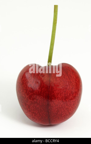 Le cerisier (Prunus avium), cerise mûre , studio photo Banque D'Images