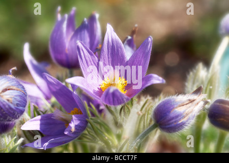 Anémone pulsatille (Pulsatilla patens) Banque D'Images