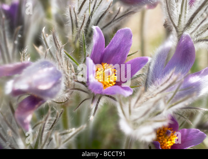 Anémone pulsatille (Pulsatilla patens) Banque D'Images