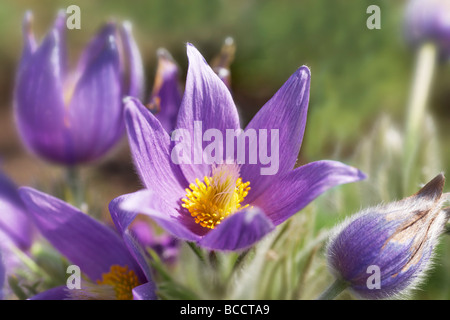 Anémone pulsatille (Pulsatilla patens) Banque D'Images