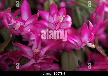 Faux cactus de Noël (Schlumbergera truncata), fleurs Banque D'Images