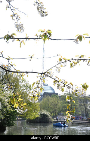 Tree Blossom Alexandra Palace London UK Banque D'Images