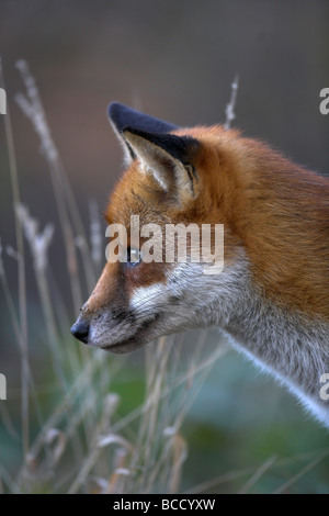 European Red Fox (Vulpes vulpes) en forêt en hiver. UK Banque D'Images