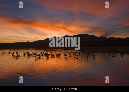 La grue du Canada (Grus canadensis) ; Bosque del Apache Nouveau Mexique Banque D'Images