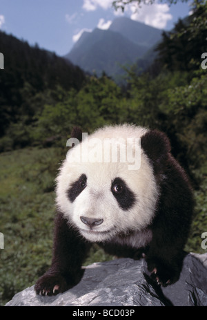 PANDA géant (Ailuropoda melanoleuca) huit mois. (Sichuan) Szechwan. Province. Chine Banque D'Images