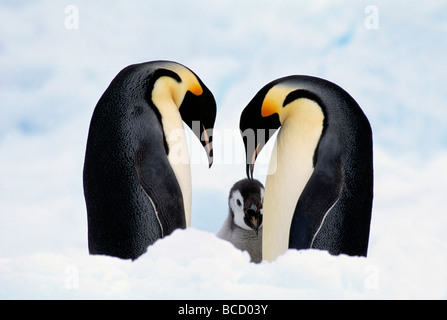 Manchots empereurs dans la parade nuptiale (Aptenodytes forsteri) avec de jeunes derrière. L'antarctique Banque D'Images