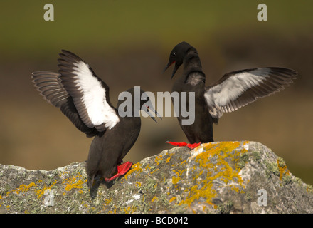 Le guillemot à miroir (Cepphus grylle) affichage sur un rocher couvert de lichens. Îles Shetland Banque D'Images