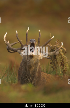 Red Deer (Cervus elaphus) stag roaring pendant le rut d'automne. Bradgate Park. Leicestershire. UK Banque D'Images