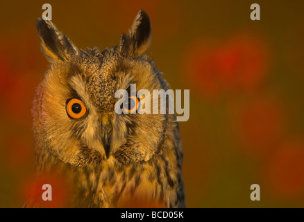 Long-eared Owl (Asio otus) parmi d'églantier. Le Gloucestershire. Prisonnier Banque D'Images