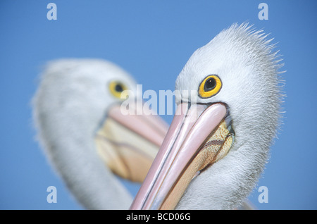 Australian pelican (Pelecanus conspicillatus) portrait de groupe western cove. Kangaroo Island Australie du Sud. Banque D'Images