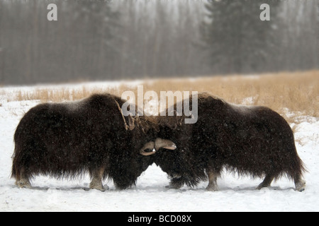Le boeuf musqué (Ovibos moschatos) Taureaux combats. Préserver la faune du Yukon. Le Canada. Banque D'Images