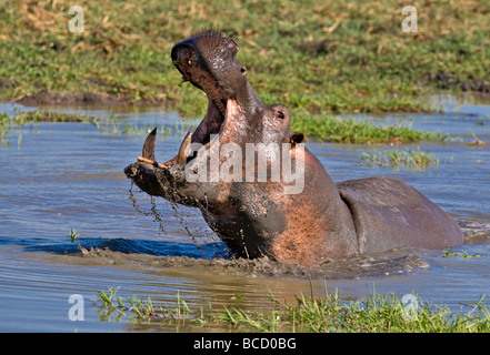 Hippopotame (Hippopotamus amphibius) menace d'agression. Katavi NP. Tanzanie Banque D'Images