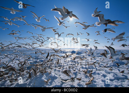 Grande bande de mouettes en vol - principalement le (Larus marinus). Le détroit de Nemuro. Hokkaido. Le Japon Banque D'Images