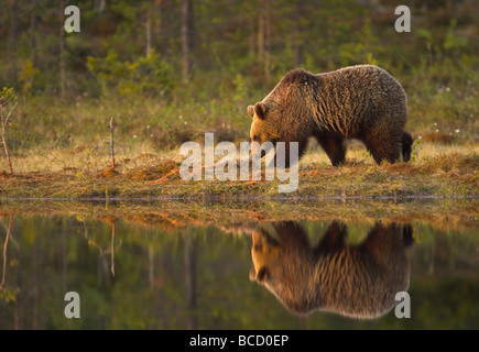 Ours brun européen (Ursos arctos) au bord d'un étang de la forêt boréale à l'aube. La Finlande. Banque D'Images