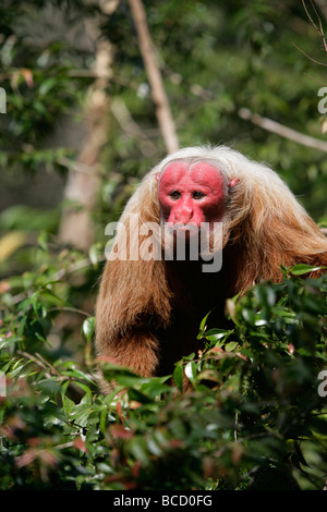 Singe (Cacajao calvus Uakari) Brésil Banque D'Images