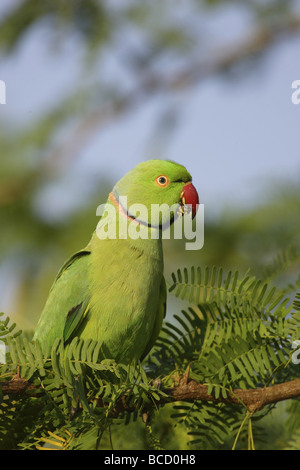 Héron POURPRÉ (Psittacula krameri) Parc national de Yala. Sri Lanka Banque D'Images