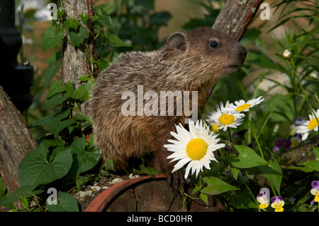 La marmotte commune (Marmota monax) jeune l'alimentation. Amérique du Nord Banque D'Images