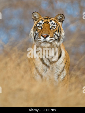 Tigre du Bengale (Panthera tigris tigris) féminin nommé machali. L'Inde Banque D'Images
