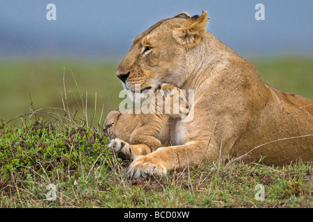 L'African Lion (Panthera leo) et mère très jeune cub. Le Masai Mara. Au Kenya. Afrique du Sud Banque D'Images